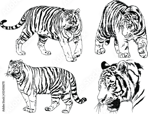 set of vector drawings on the theme of predators tigers are drawn by hand with ink tattoo logos