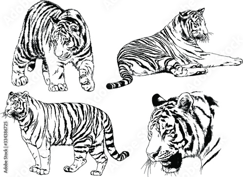 set of vector drawings on the theme of predators tigers are drawn by hand with ink tattoo logos