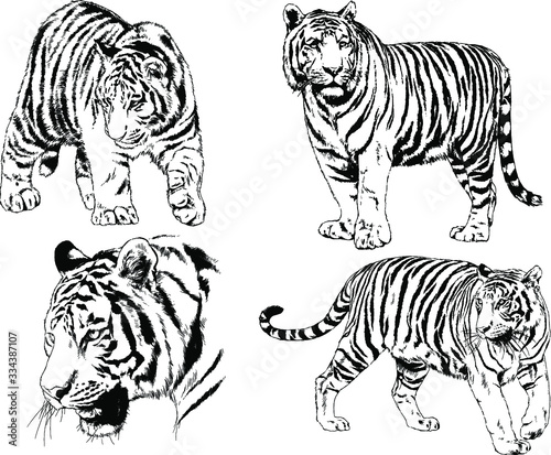 set of vector drawings on the theme of predators tigers are drawn by hand with ink tattoo logos