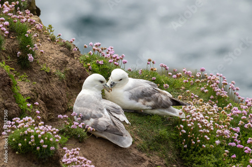 fulmars photo