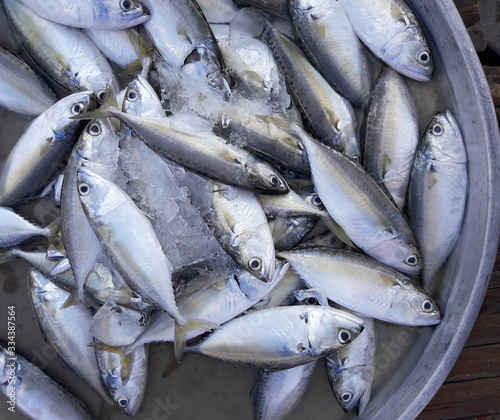 Short mackerel ( Rastrelliger brachysoma ) fishes with ice on in a steel tray on a bamboo panel. Sea fish in market. Thailand