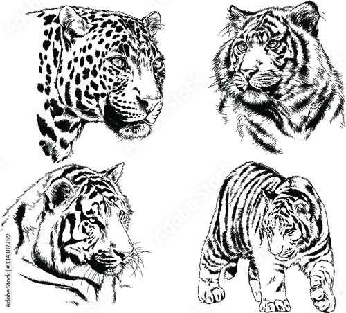 set of vector drawings on the theme of predators tigers are drawn by hand with ink tattoo logos