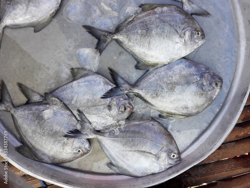 Black pomfret fishes with ice on in a steel tray on a bamboo panel. Sea fish in market. Thailand photo