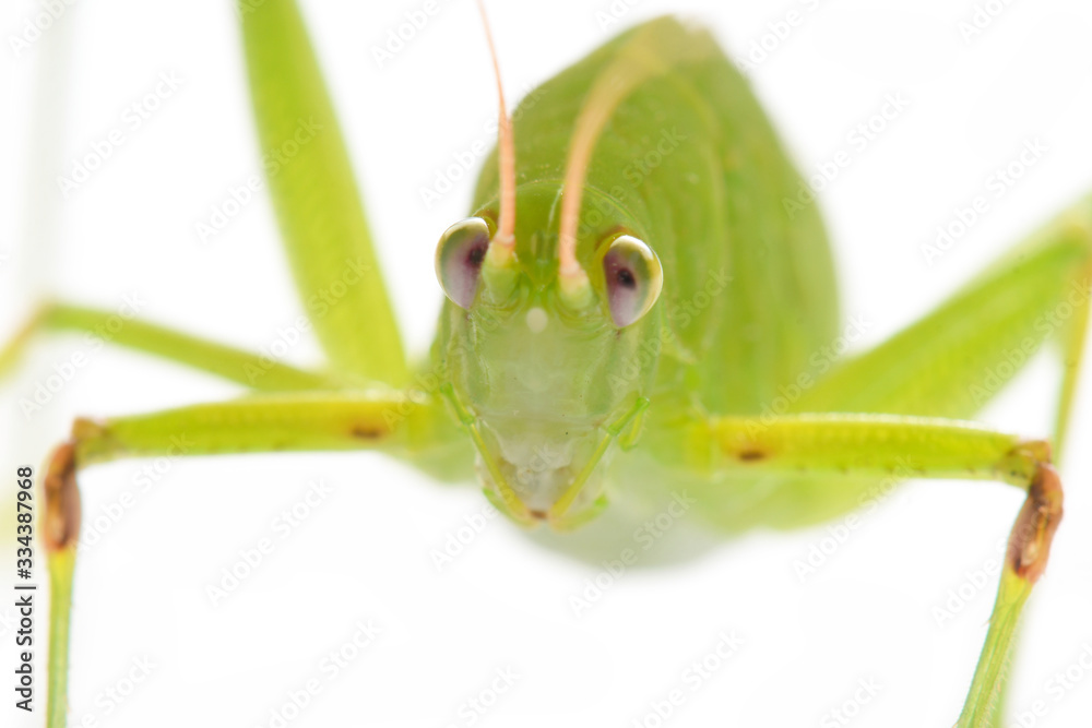 Close up Green Grasshopper on White Background. Close up Green Grasshopper on White Background.
