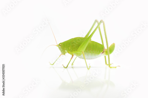 Green Grasshopper on White Background. © apisitwilaijit29