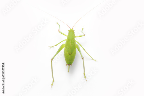 Green Grasshopper on White Background.