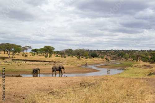River in the yellow savanna of Tarangire National Park, in Tanzania, with some elephants and zebras drinking water