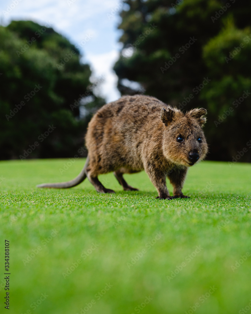 Quokka on Rottnest Island, Perth, Western Australia. The friendliest animal  in the world, getting up close to the camera for a selfie. Stock Photo |  Adobe Stock