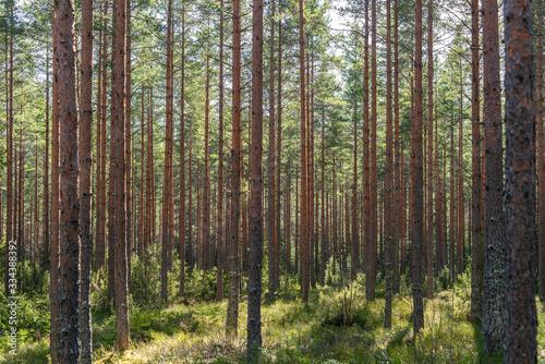 Young pine forest in spring sunlight