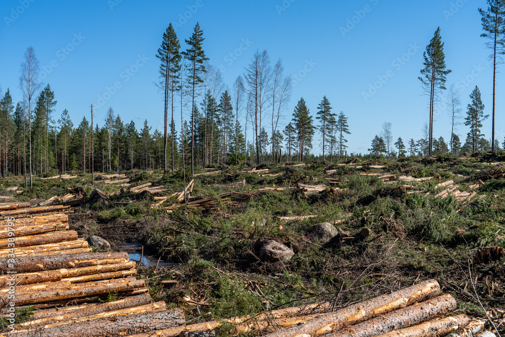 Felling area with timber and branches on the ground Felling area with timber and branches on the ground