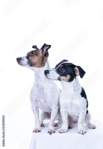 Two brown, black and white Jack Russell Terrier posing in a studio, in full length isolated on a white background, copy space