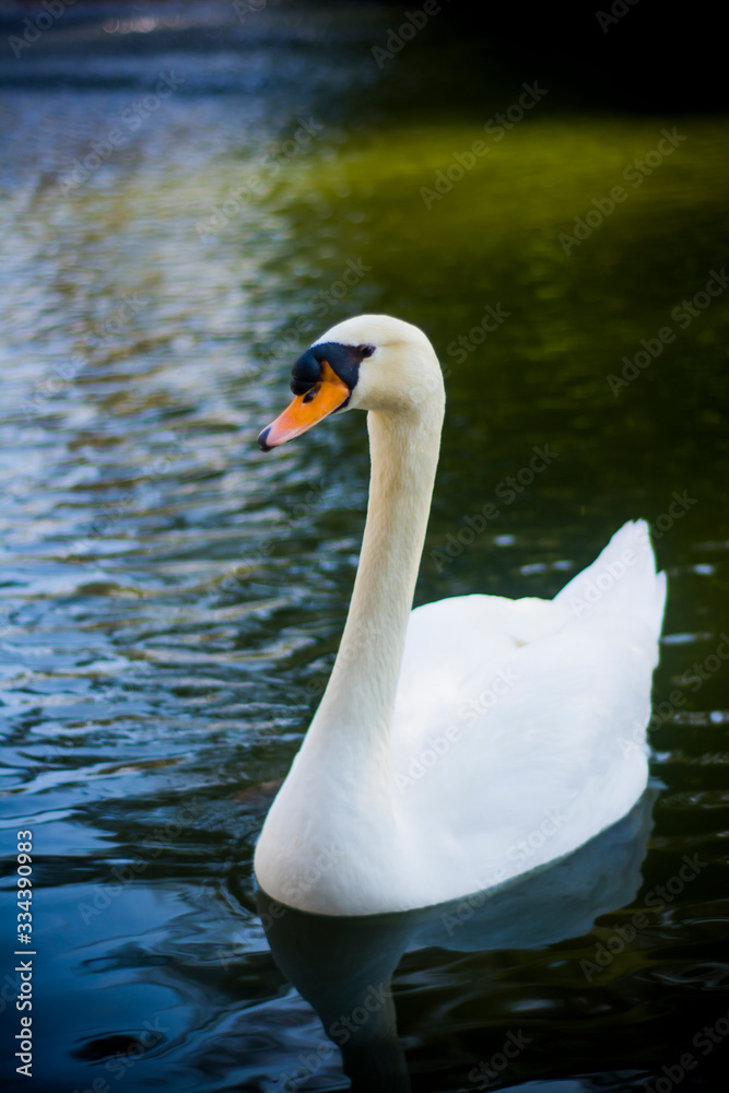 Fototapeta premium Beautiful white swan on a lake