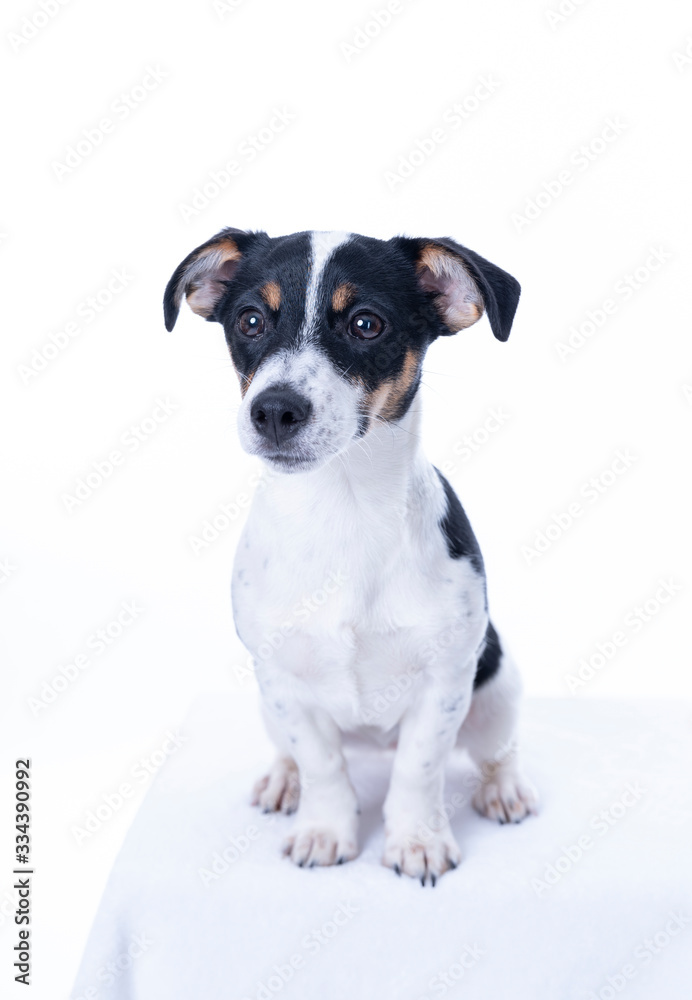 Brown, black and white Jack Russell Terrier posing in a studio, the dog looks straight into the camera, isolated on a white background, copy space