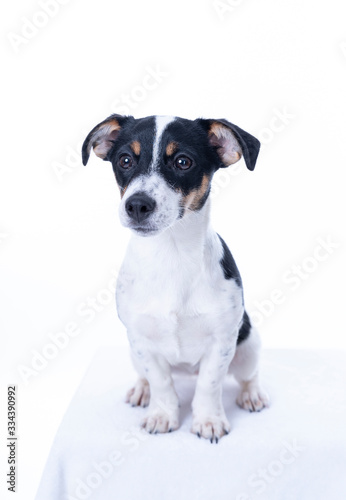 Brown, black and white Jack Russell Terrier posing in a studio, the dog looks straight into the camera, isolated on a white background, copy space © Dasya - Dasya