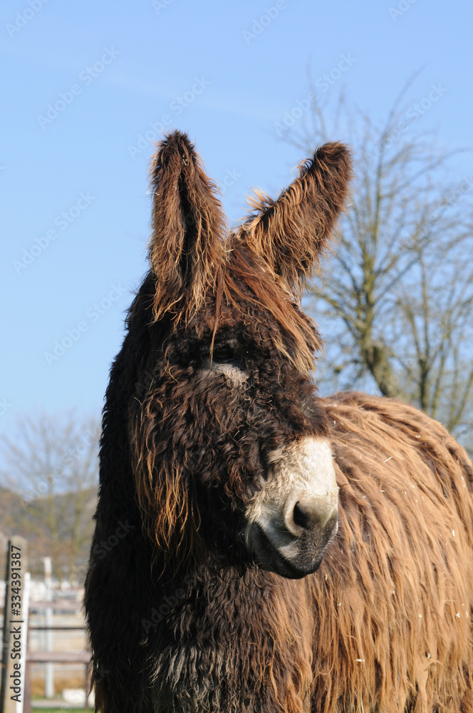 Fototapeta premium Poitou-Esel