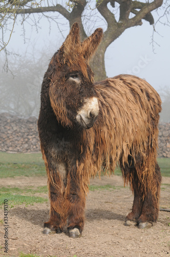 Poitou-Esel