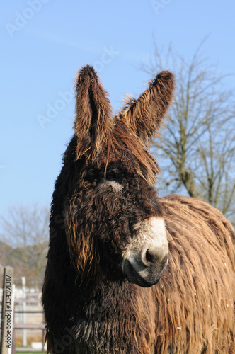Poitou-Esel