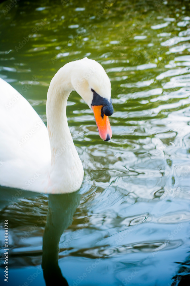 Beautiful white swan on a lake Beautiful white swan on a lake