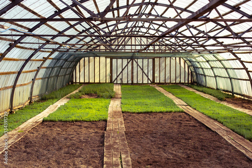 Vintage retro processing faded colors sunny sunset agriculture greenhouse farm brown ground young green plants sprout in spring geometric perspective photo. Beautiful light