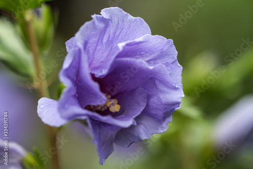 Close-up of a blue hibiscus blossom in full bloom