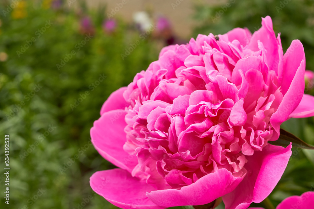 lush pink peony,beautiful fragrant flower in summer bloomed in the garden