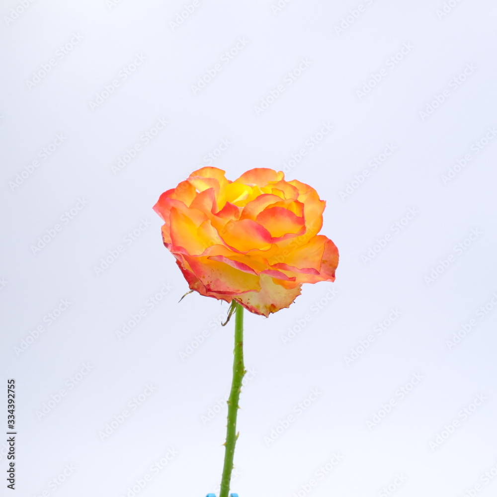 Obraz premium Yellow rose isolated on white background. Deep focus.