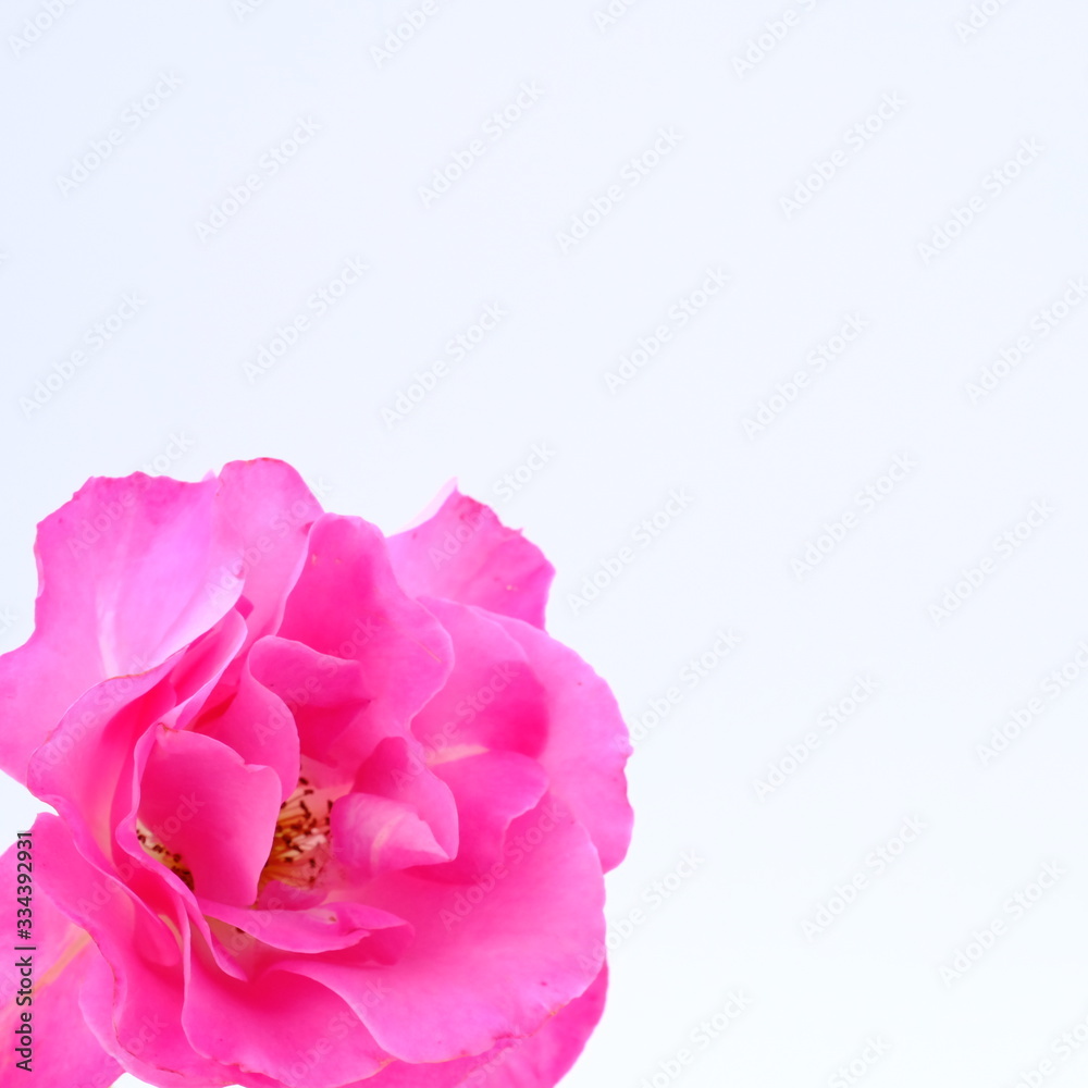 Pink rose isolated on white background with copy space Pink rose isolated on white background with copy space