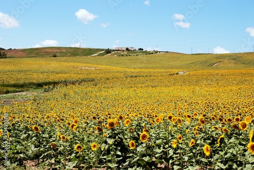 Large sunflower field in the Spanish countryside, Medina Sidonia, Spain.