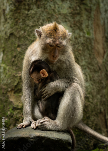 mother and baby macaque © salim