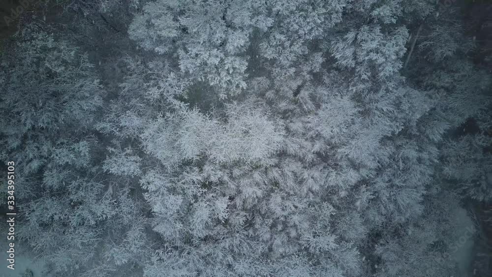 Trees in snow, heavy snowfall.Snowfall in winter, forest in winter. Camera moves up, shooting from quadcopter Trees in snow, heavy snowfall.Snowfall in winter, forest in winter. Camera moves up, shooting from quadcopter