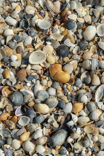 Sea shells on sand as background