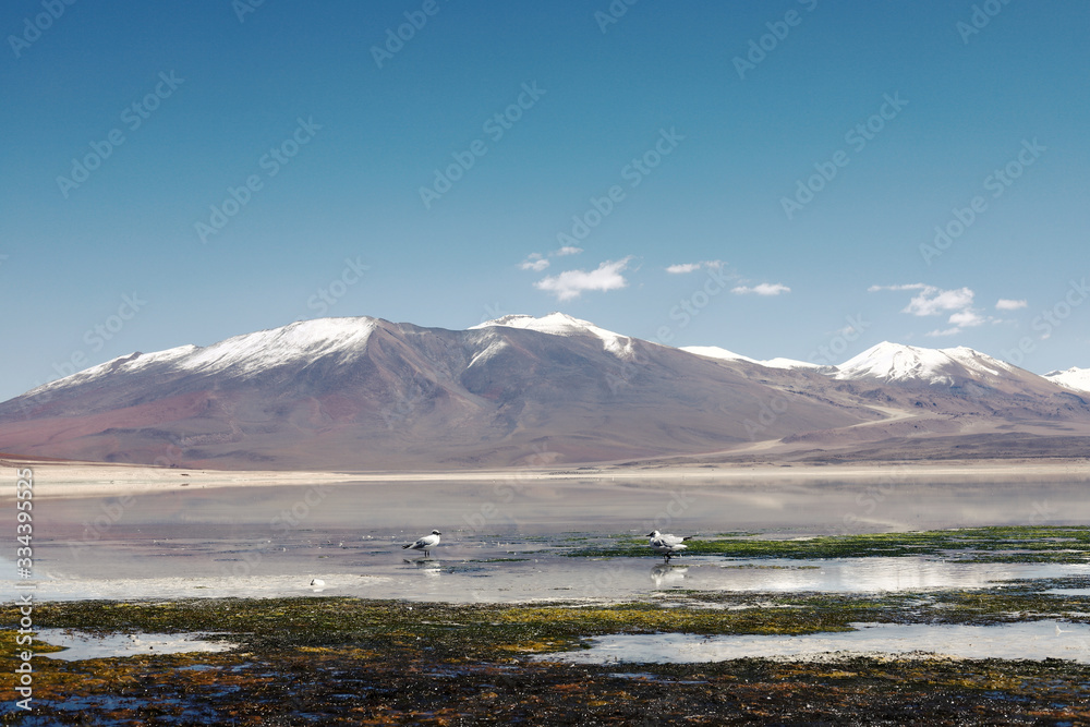 White lagoon in Uyunu, Bolivia