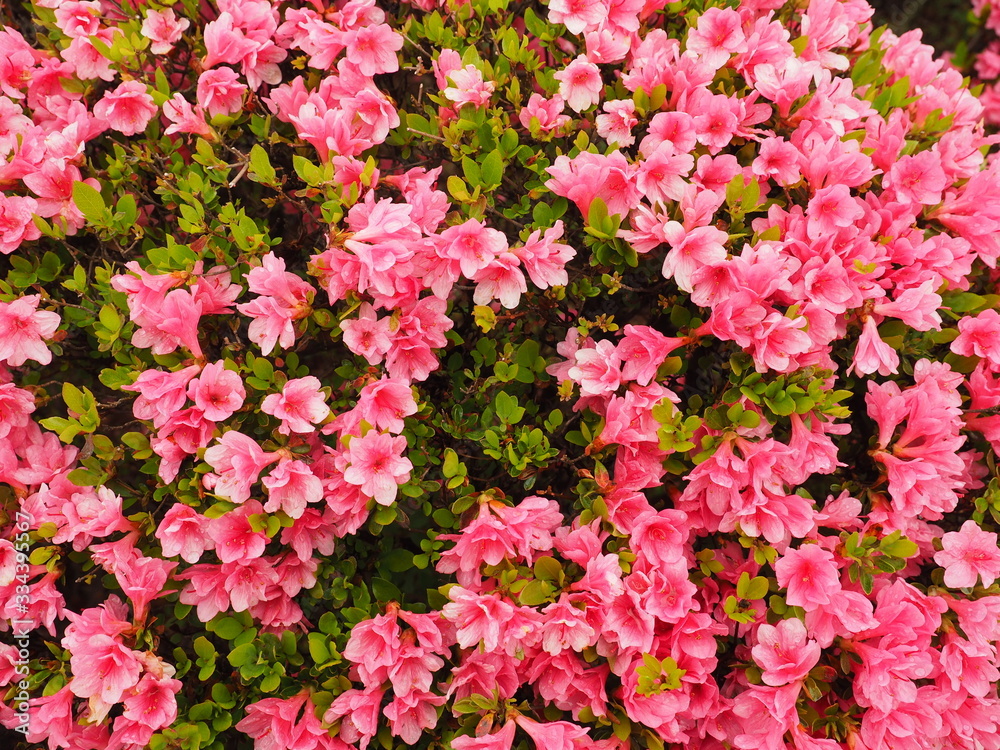 ツツジの花 ツツジの花