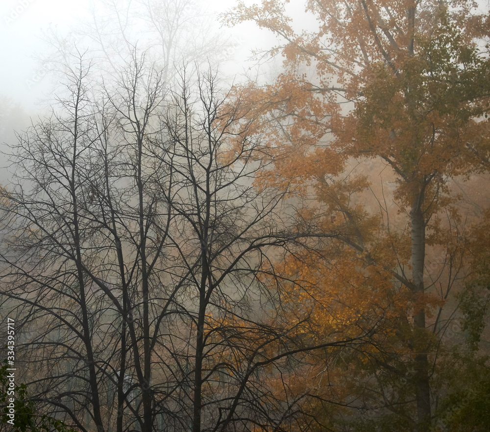 Fog Fog