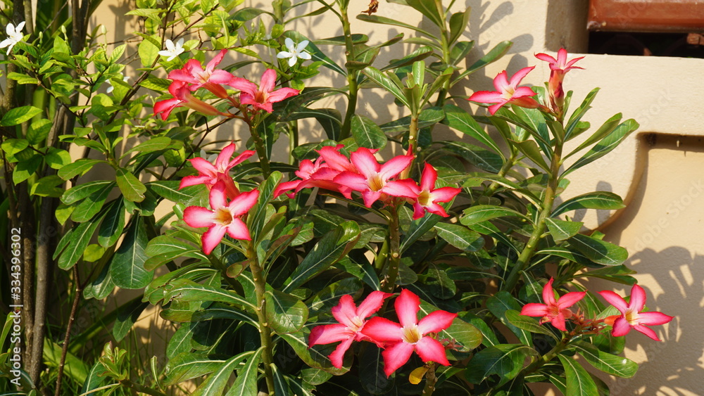 Azalea flowers in the plantation. Azalea is colorful flowers Azalea flowers in the plantation. Azalea is colorful flowers