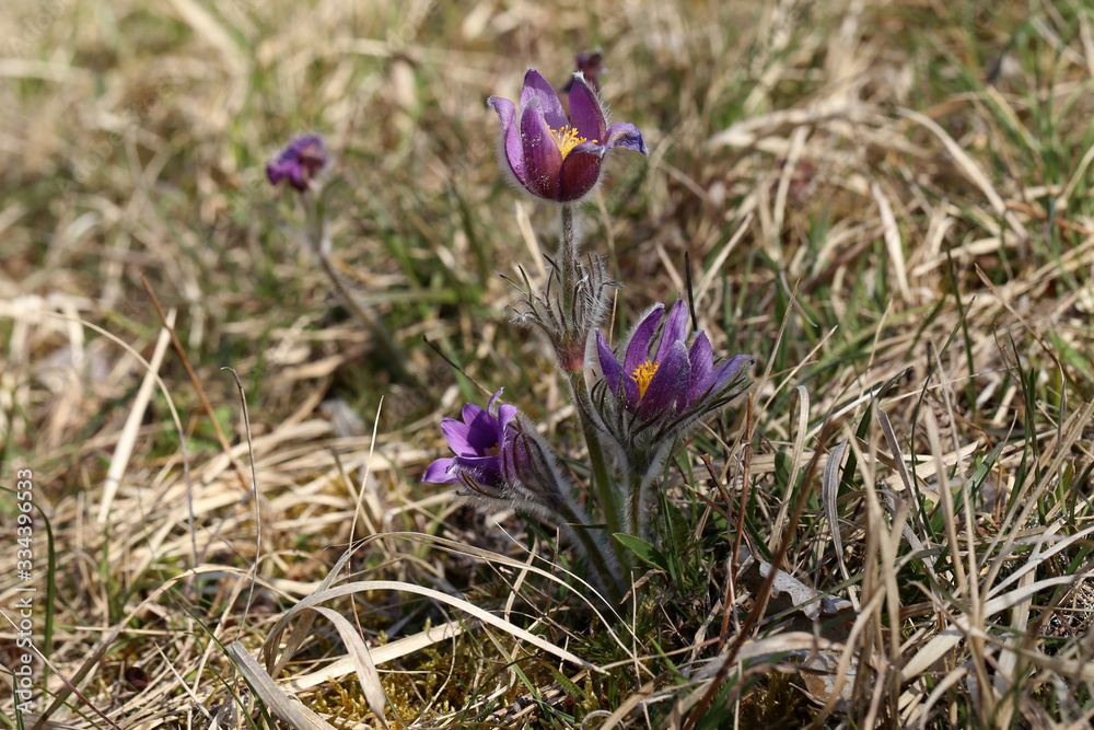 Beautiful purple fluffy flower Oriental Pulsatilla patens pasqueflower Beautiful purple fluffy flower Oriental Pulsatilla patens pasqueflower