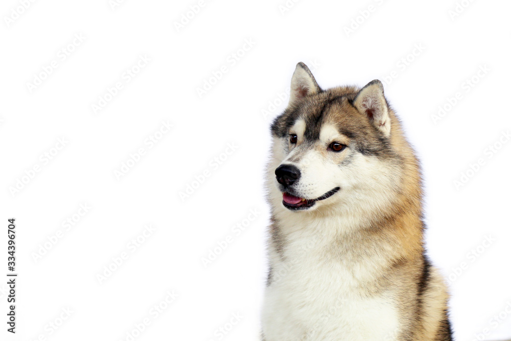 Siberian Husky gray and white colors portrait with white background and have copy space.