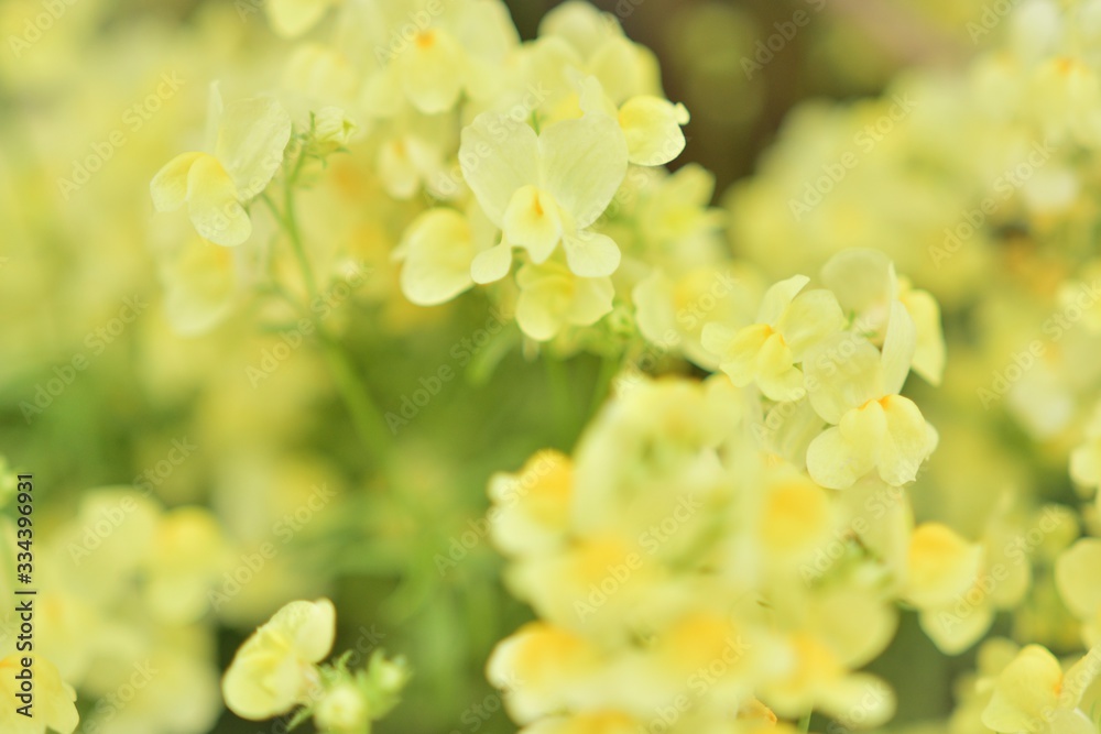 黄色い小さな花