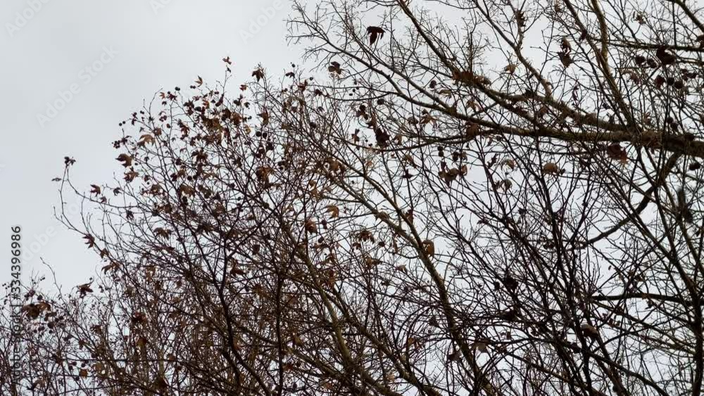 Flock of crows on tree topsin autumn, flying crow, black silhouettes of birds on bare branches against a cloudy sky. Flock of crows on tree topsin autumn, flying crow, black silhouettes of birds on bare branches against a cloudy sky.