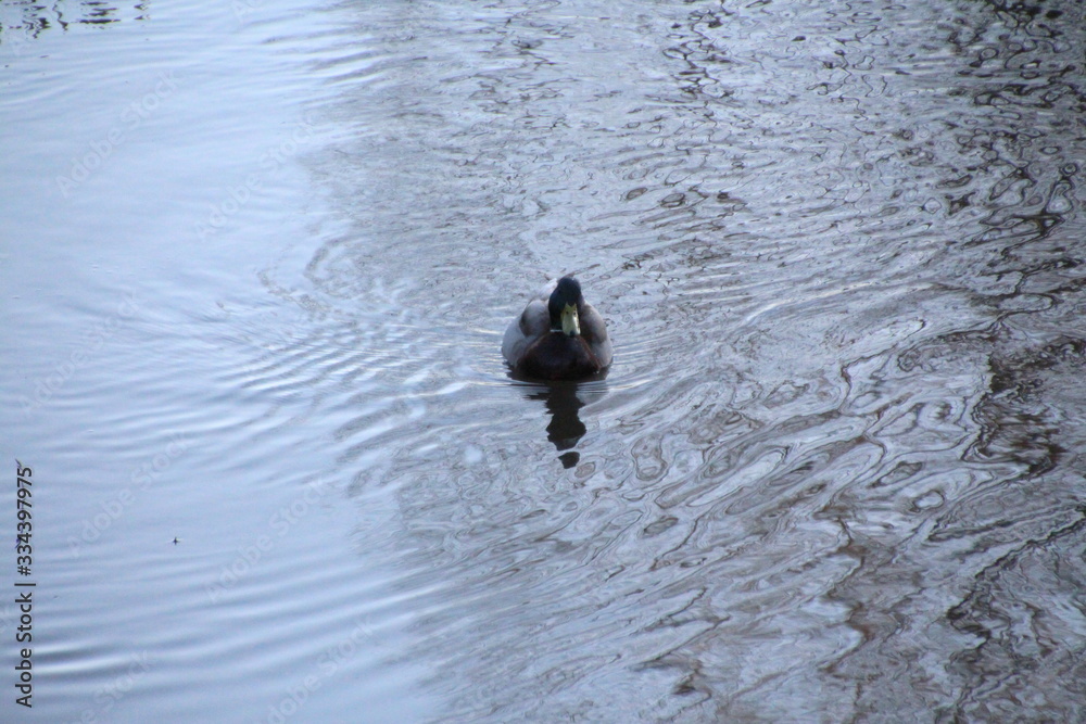 Bach mit Ente Bach mit Ente
