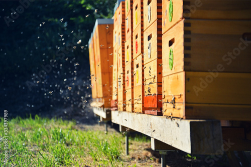 Close up of flying bees. Wooden beehive and bees.