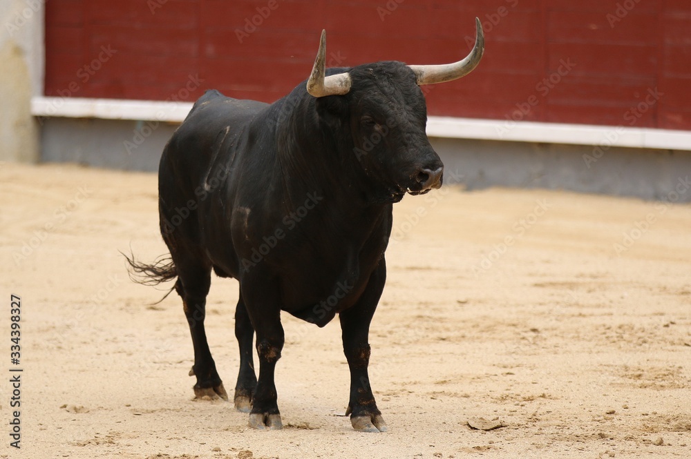 spanish bull in the bullring spanish bull in the bullring
