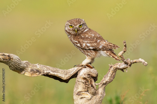 The Little Owl Athene noctua. Adult owl sits on a in the stick beautiful evening light. Portrait