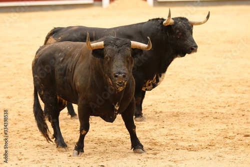 spanish bull in the bullring