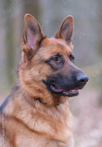 Portrait of a German Shepherd, brown and black, 3 years old, head portrait, selective focus, focus on eye. in the forrest