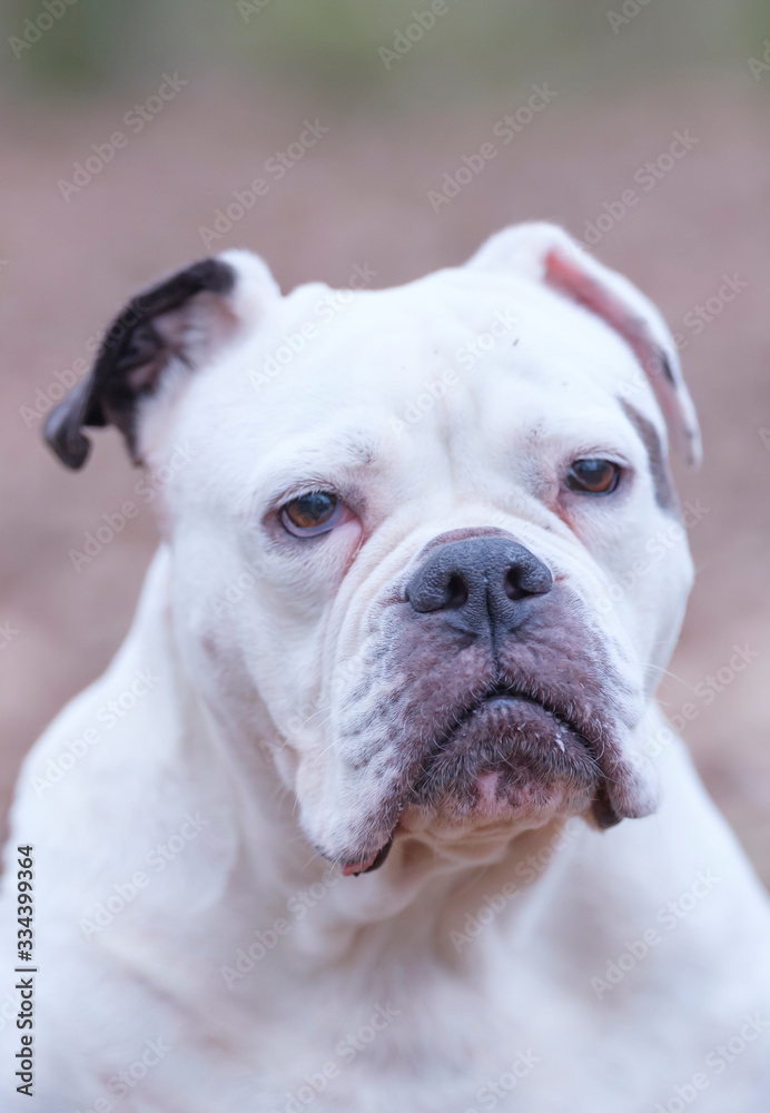 A white and brown English Bulldog dog head portrait with funny expression in face, selective focus, focus on eye
