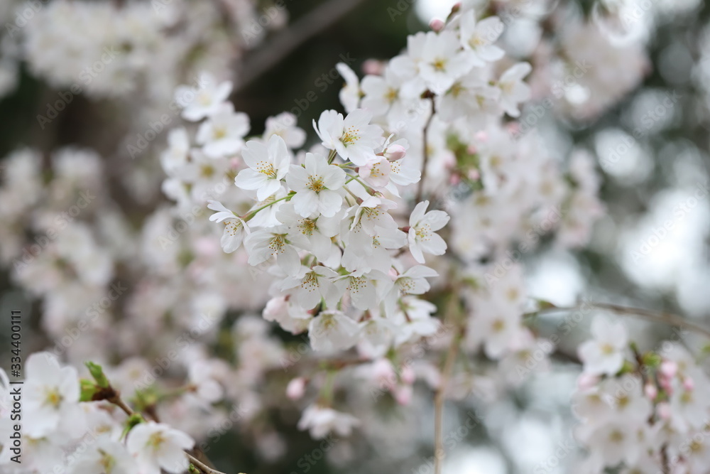 ソメイヨシノ（サクラ）の花