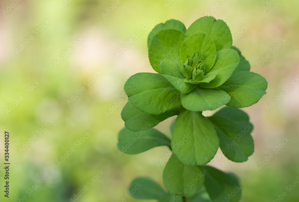 Medicinal wild plants. It can be poisonous and should be used with