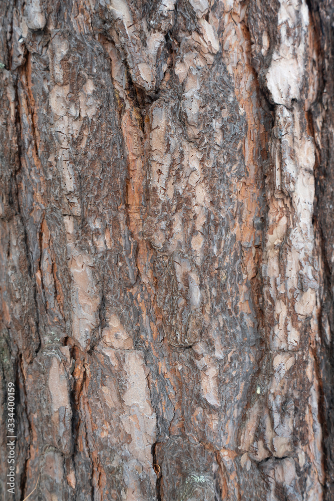 Pine tree bark, texture for background.