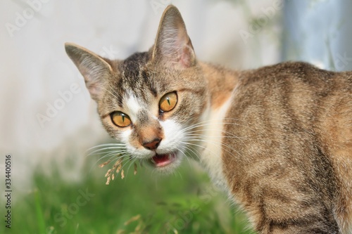 Fototapeta Naklejka Na Ścianę i Meble -  Portrait of a beautiful colorful domestic cat. Felis silvestris catus.